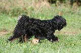 TERRIER DU TIBET 232